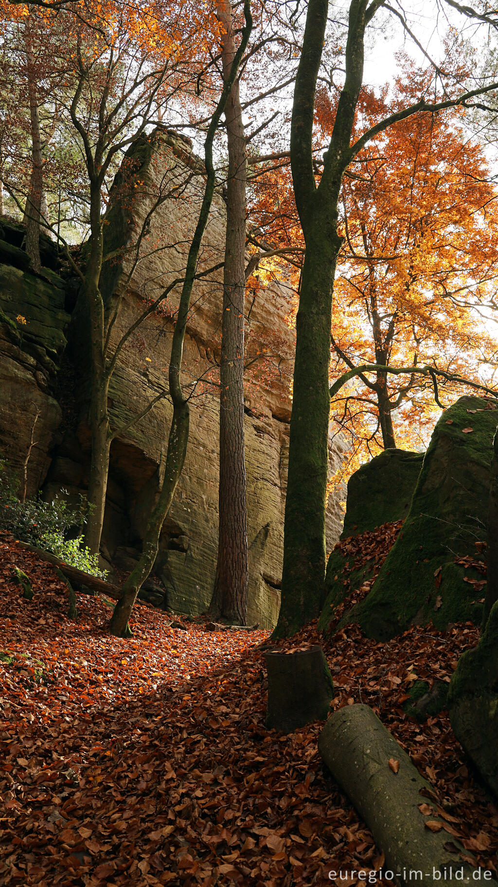 Detailansicht von Auf dem Wanderweg B2 im Müllerthal, Luxemburg