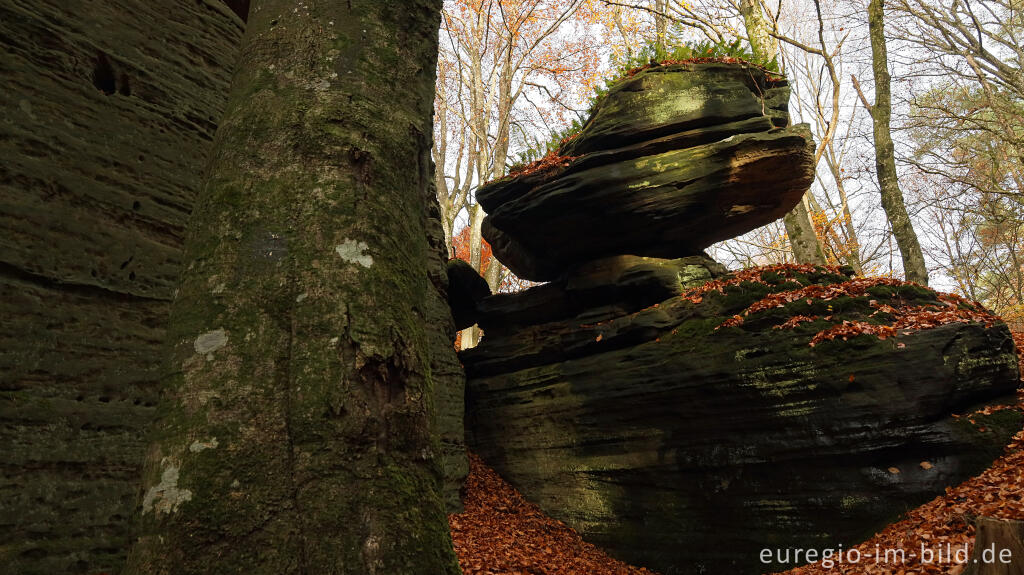 Detailansicht von Auf dem Wanderweg B2 im Müllerthal, Luxemburg
