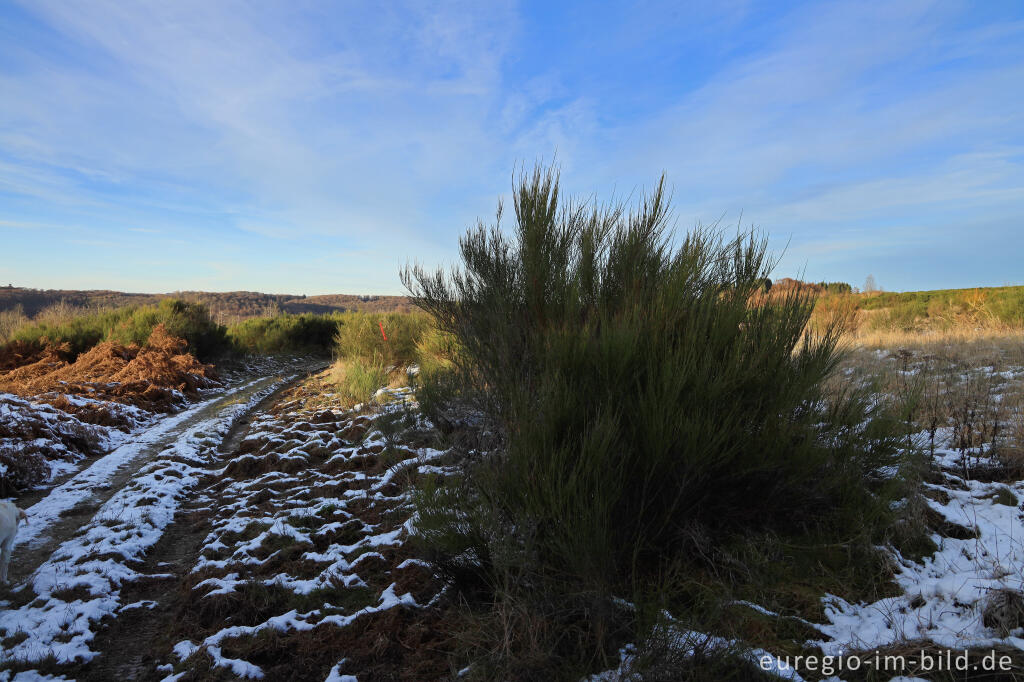 Detailansicht von Auf der Dreiborner Hochfläche