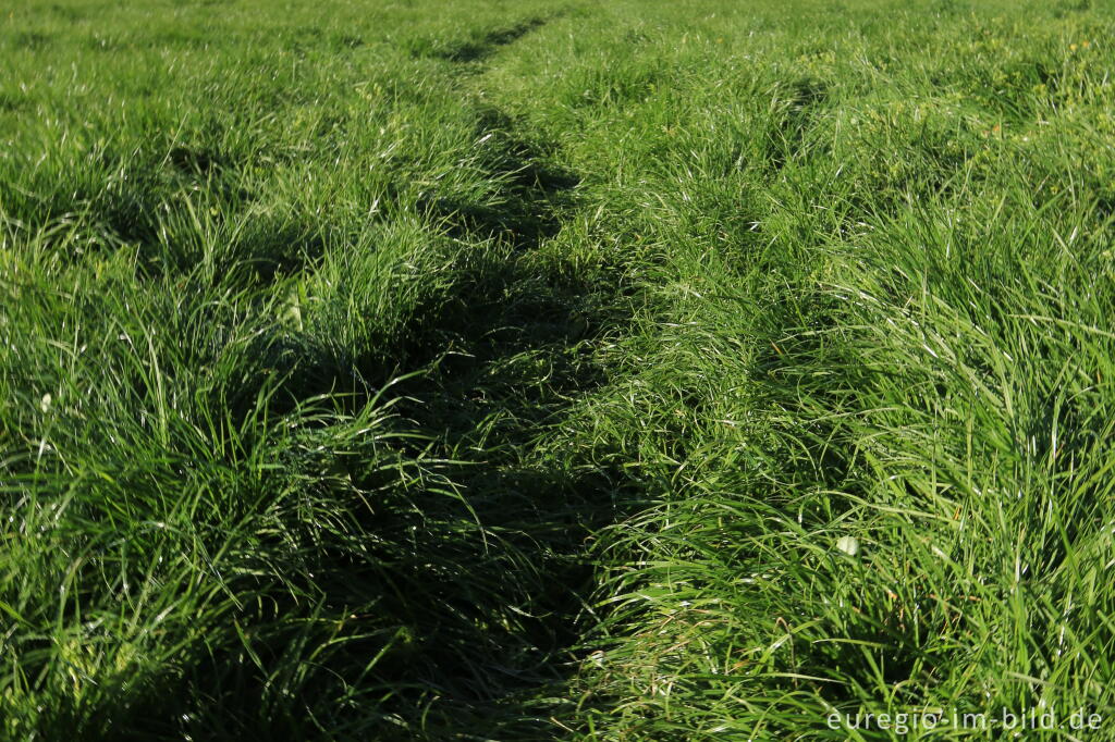 Detailansicht von Auf der Genusstour 19 in Raeren