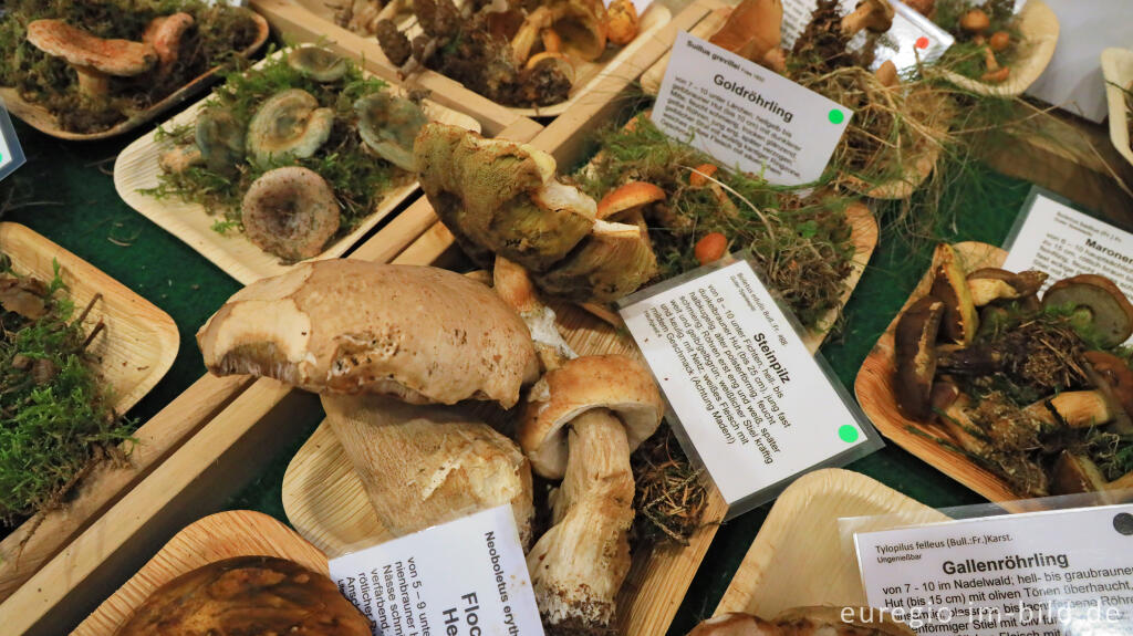 Detailansicht von Auf der Pilzausstellung der Pilz AG in Aachen