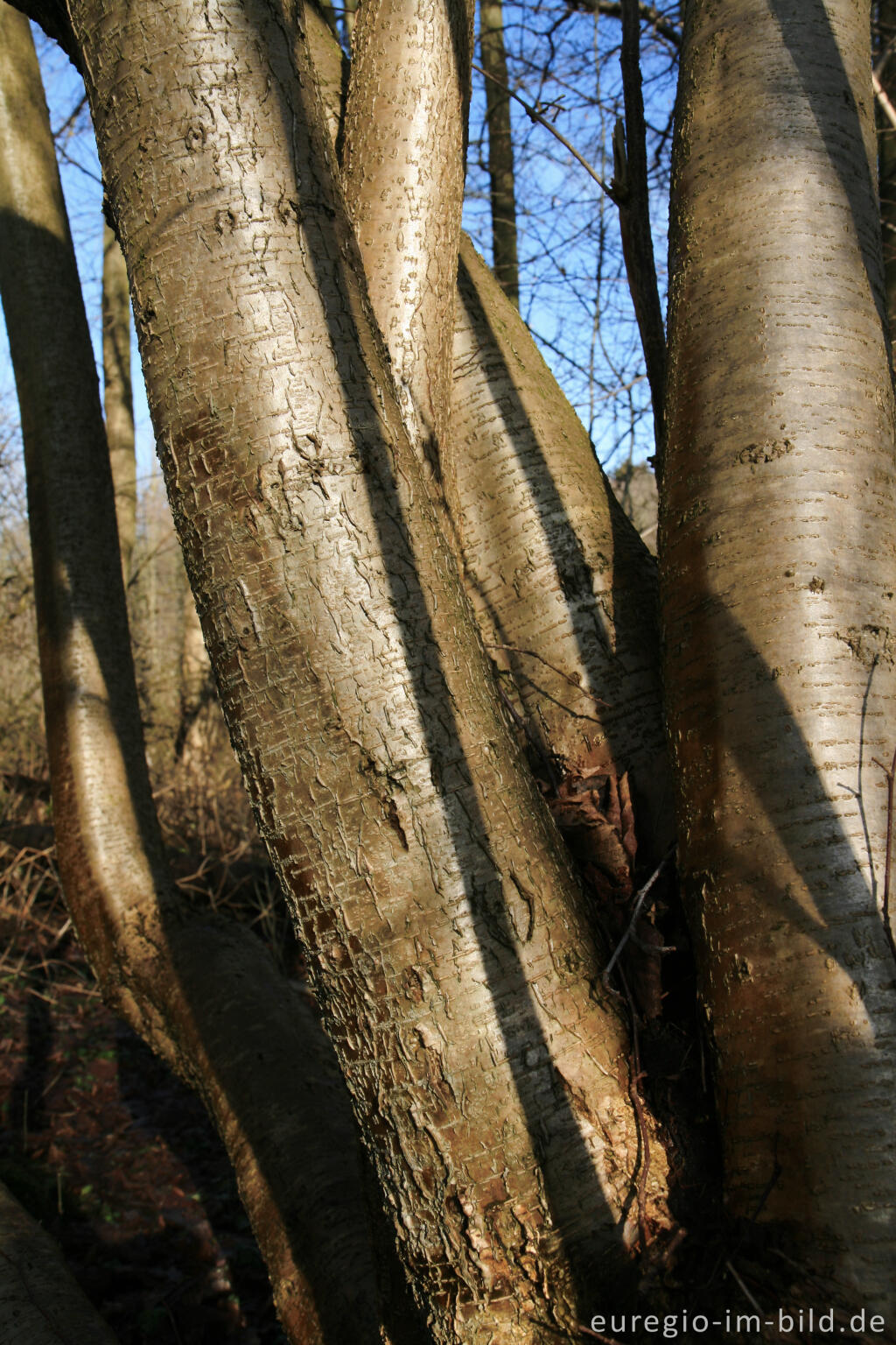 Detailansicht von Baumstämme von Wildkirschen, Unteres Broichbachtal 
