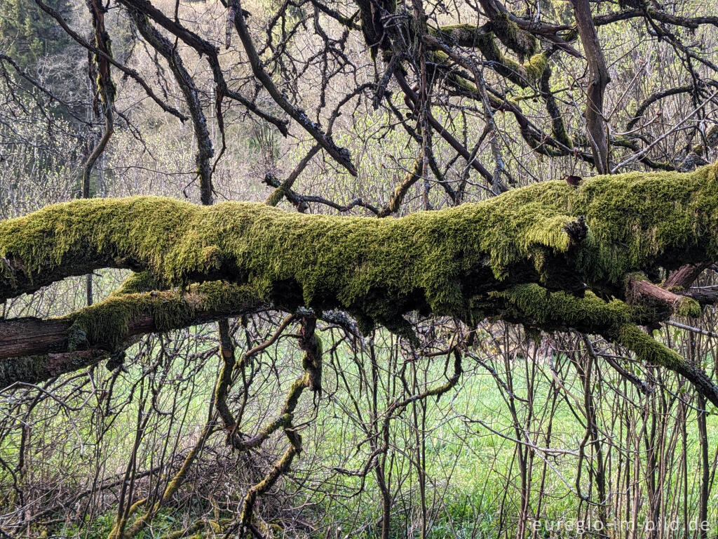 Detailansicht von Bemooster Zweig im Perlenbachtal