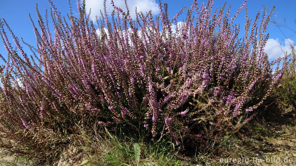 Besenheide, Calluna vulgaris, Teverener Heide