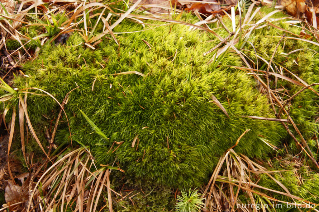 Detailansicht von Besenmoos, Dicranum scoparium