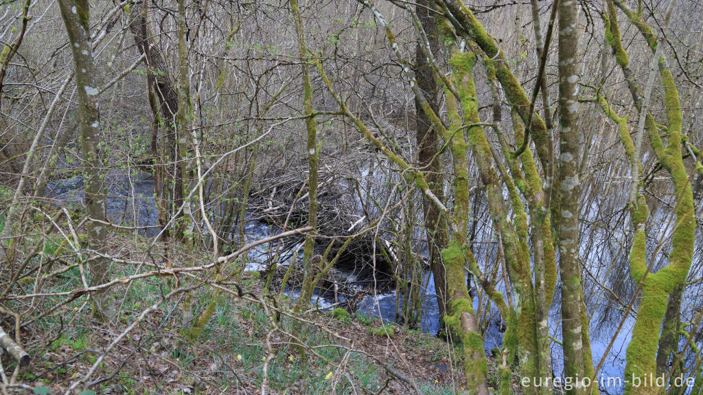 Detailansicht von Biberdamm im Perlenbachtal