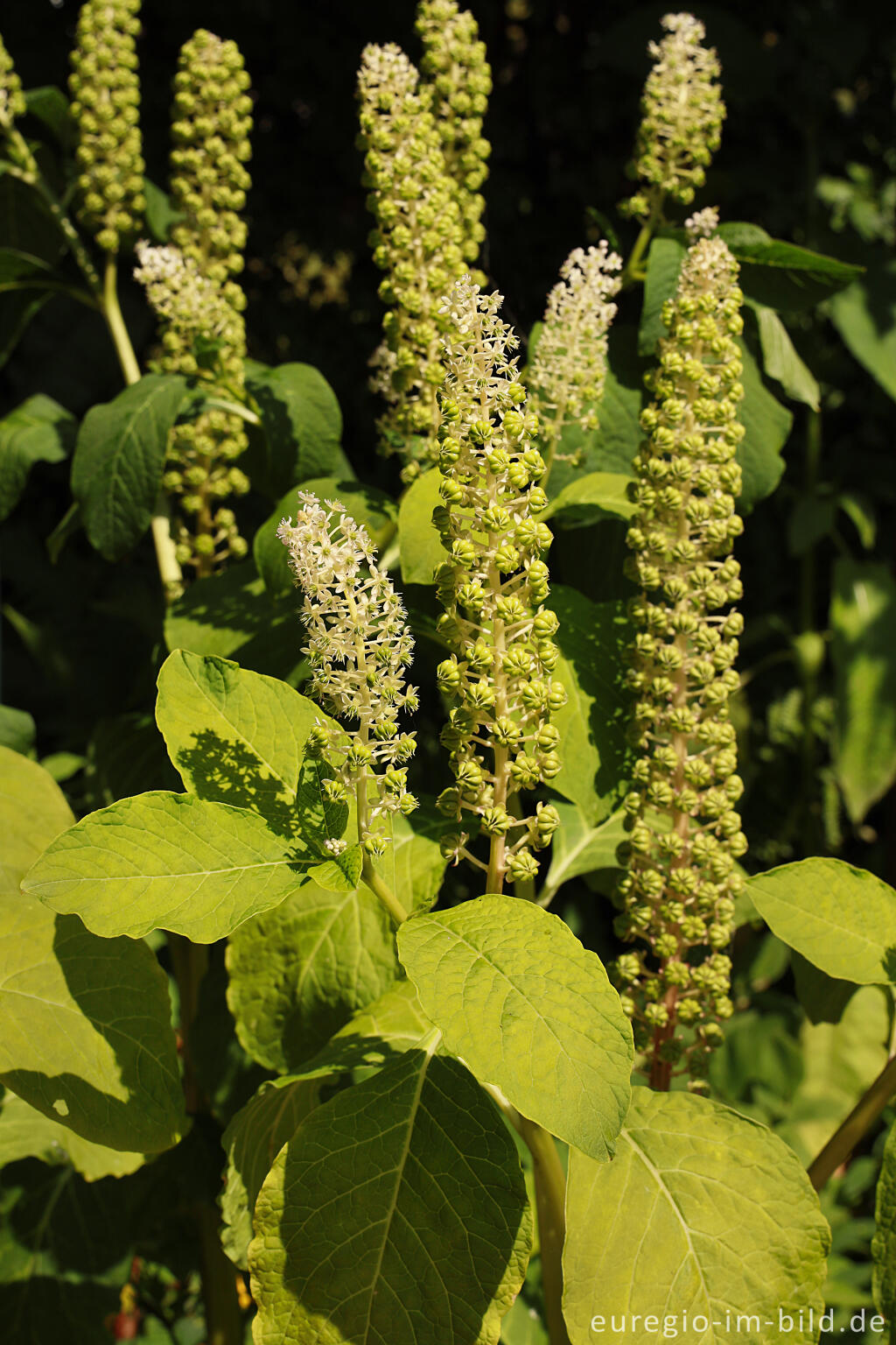 Detailansicht von Blühende Kermesbeer (Phytolacca)