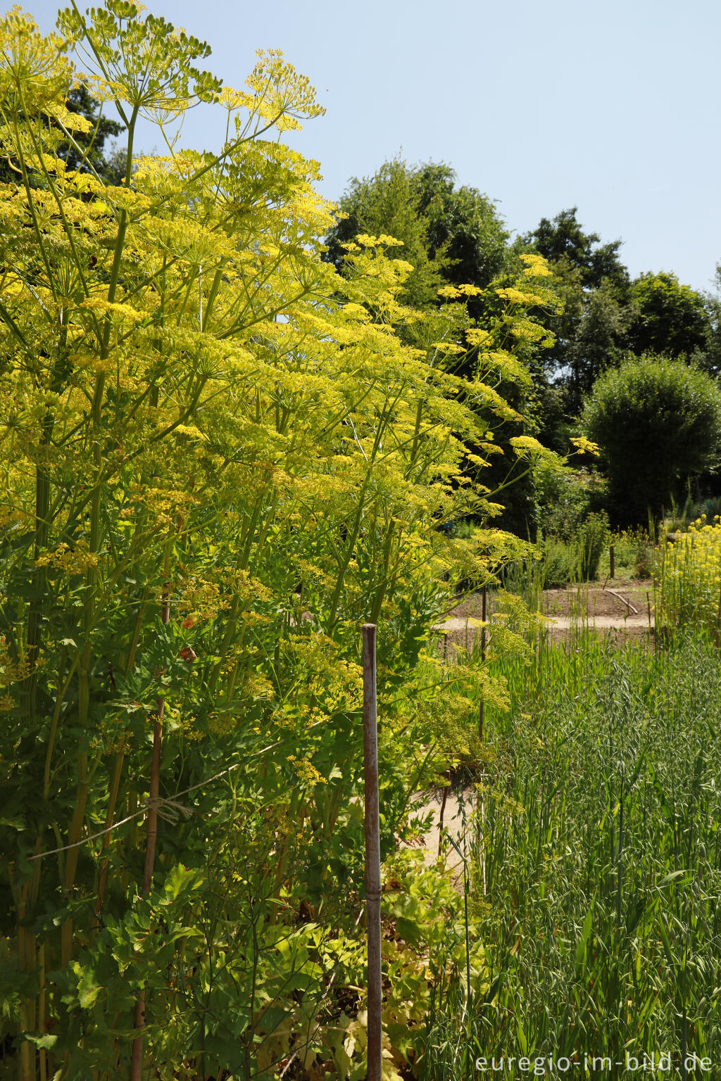 Detailansicht von Blühende Pastinaken im Schlossgarten von Oud-Valkenburg