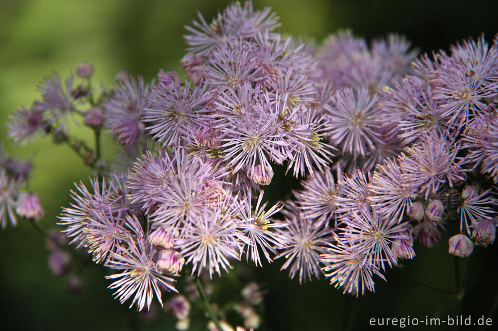 Detailansicht von Blüte der Akeleiblättrigen Wiesenraute, Thalictrum aquilegiifolium