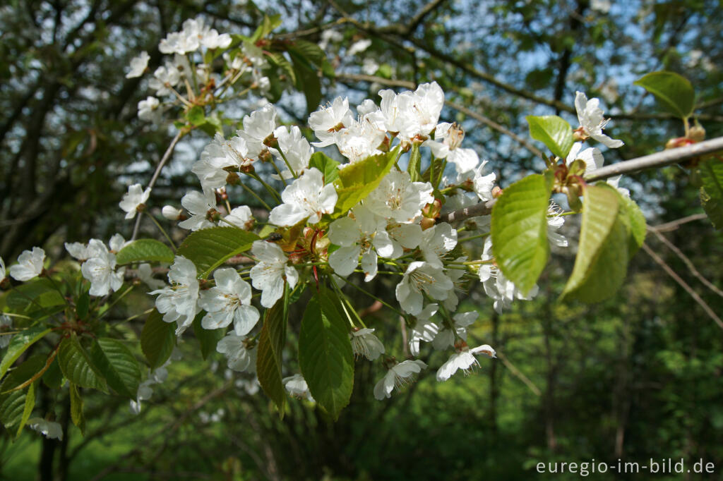Detailansicht von Blüte der Wildkirsche