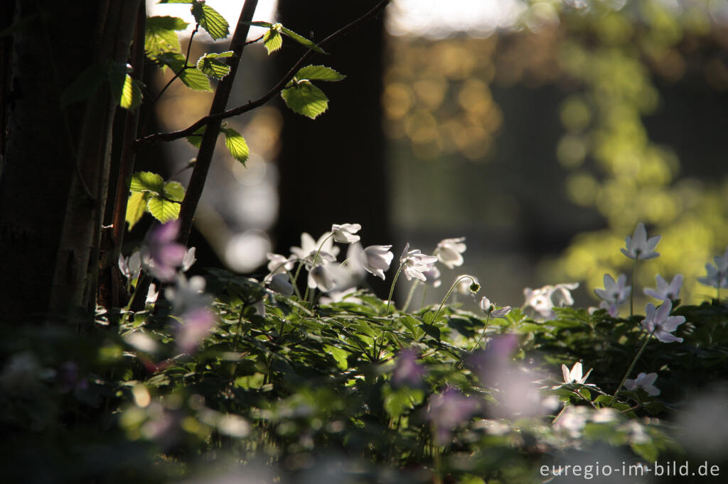 Detailansicht von Buschwindröschen, Anemone nemorosa, Cranenweyer bei Kerkrade