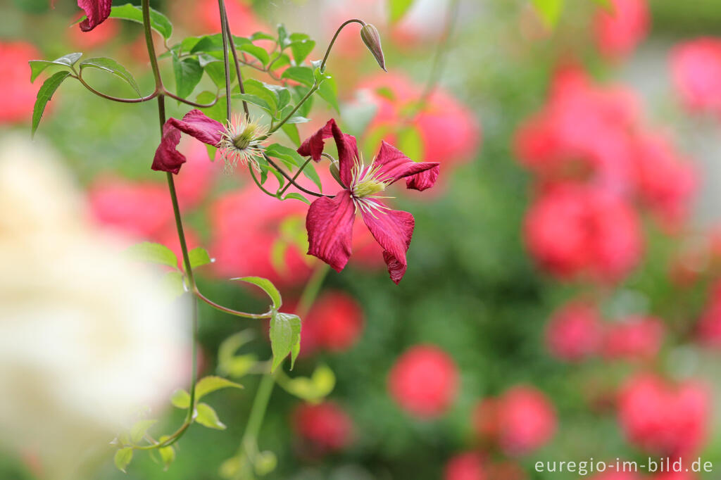 Detailansicht von Clematis viticella, Mme. Julia Correvon