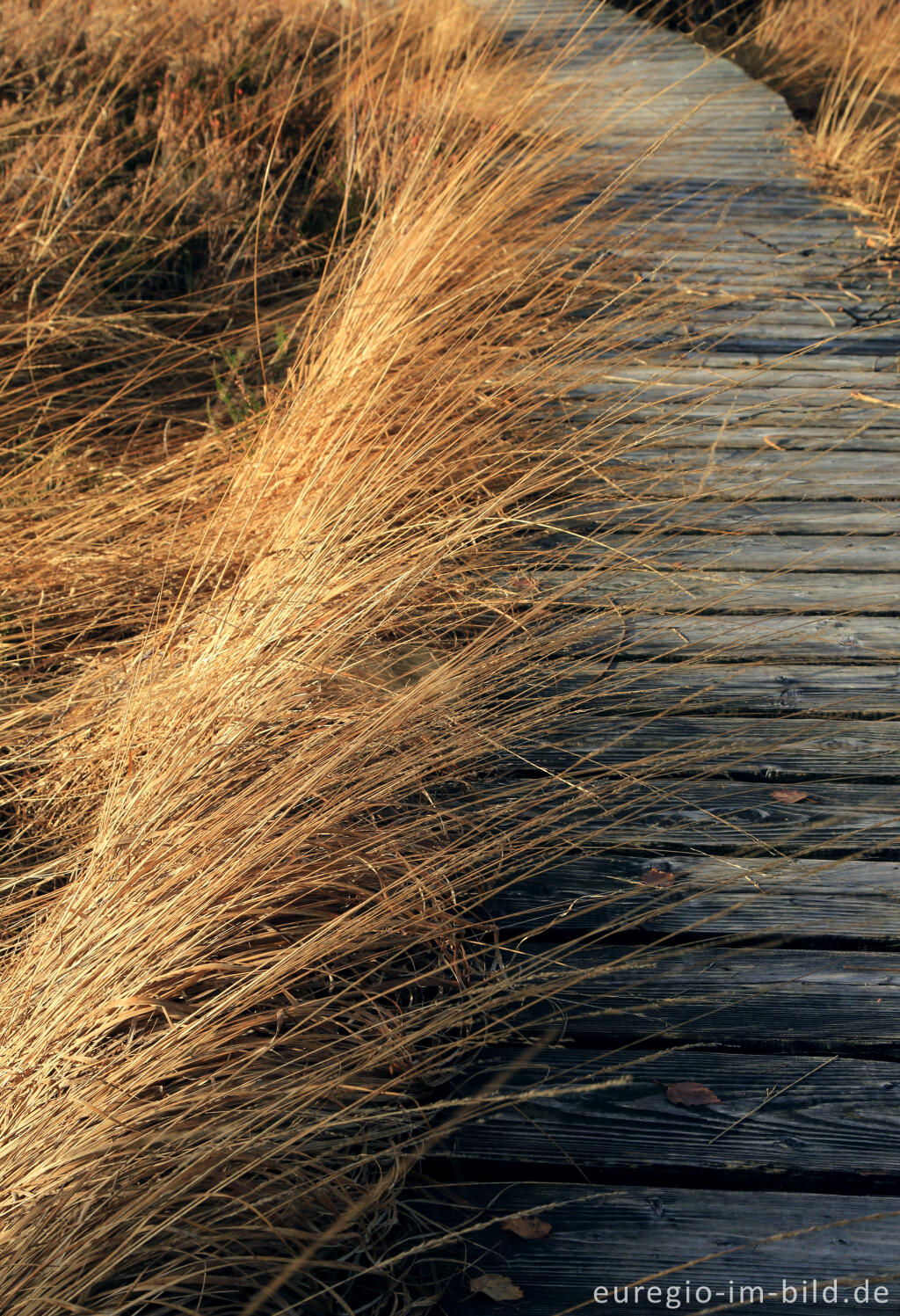 Detailansicht von Das Brackvenn im November
