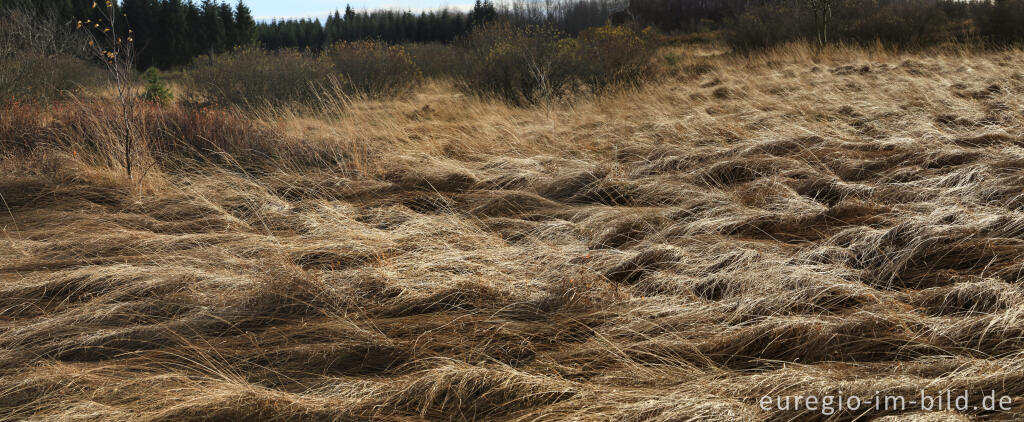 Das Brackvenn im November