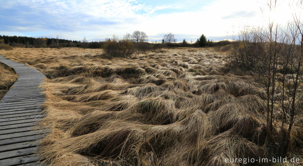 Detailansicht von Das Brackvenn im November