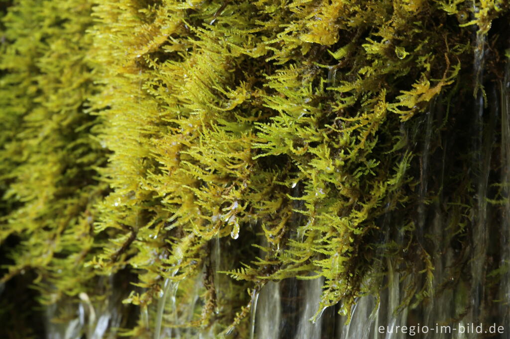 Detailansicht von Der DreimÃ¼hlen-Wasserfall in der Eifel bei Ãxheim AhÃ¼tte