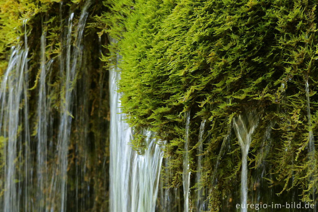 Detailansicht von Der DreimÃ¼hlen-Wasserfall in der Eifel bei Ãxheim AhÃ¼tte
