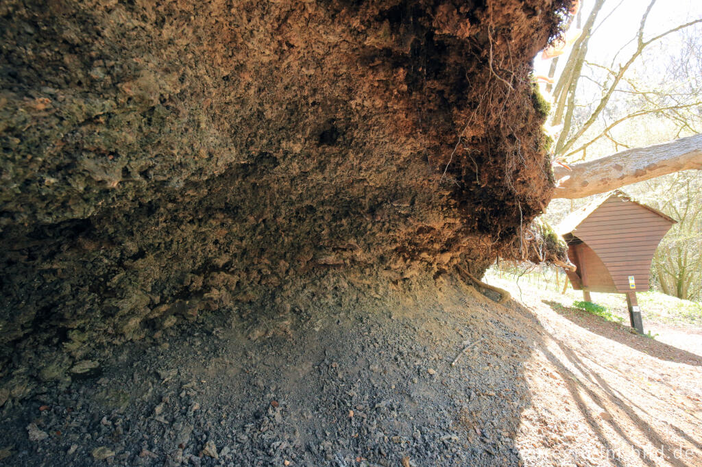 Detailansicht von Die Hageskaule, Gerolsteiner Felsenpfad