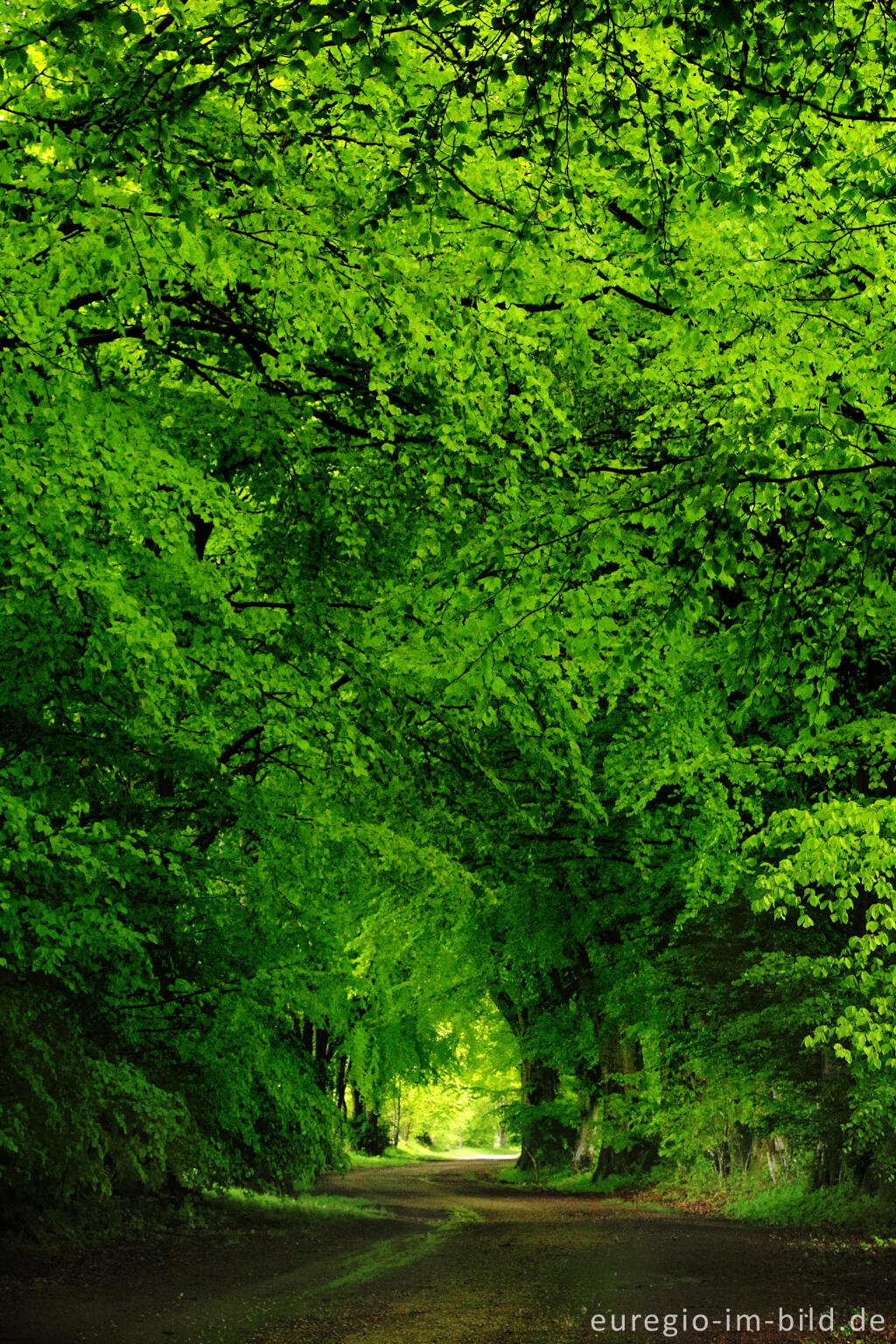 Detailansicht von  Die Kalferscheider Gasse bei Simmerath