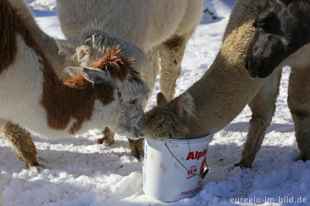 Detailansicht von Die "Venn-Lamas" von Paustenbach