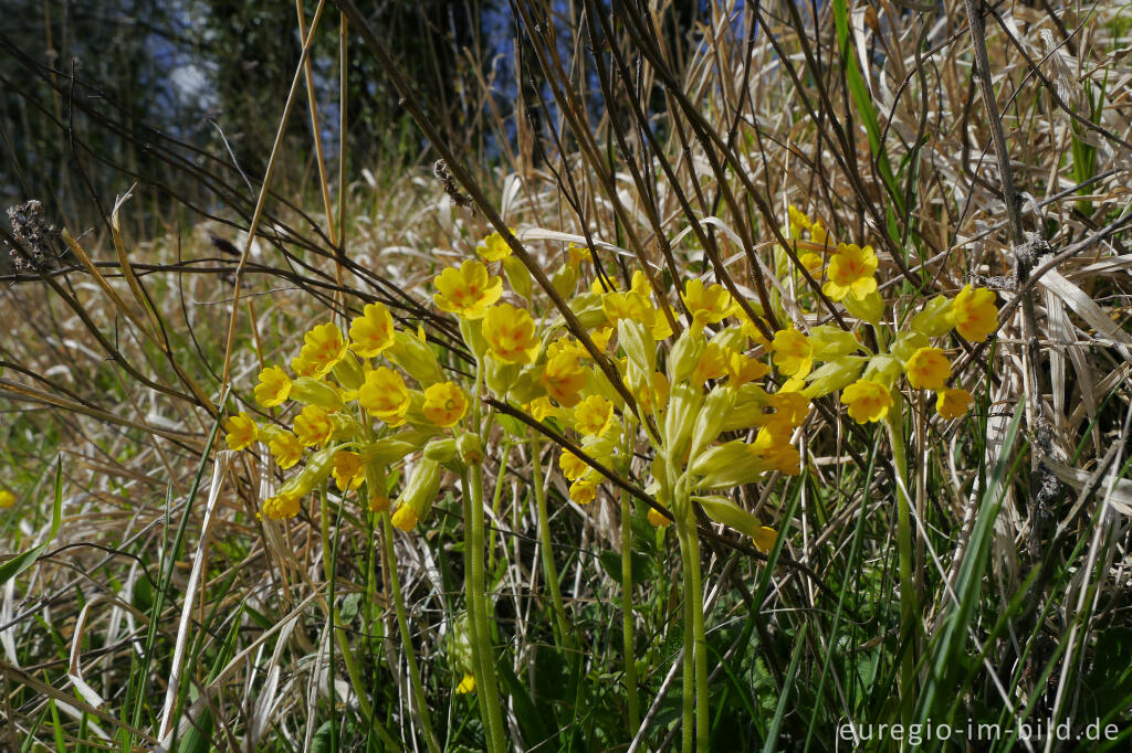 Echte Schlüsselblume, Grenzroute 7 bei Aachen-Orsbach