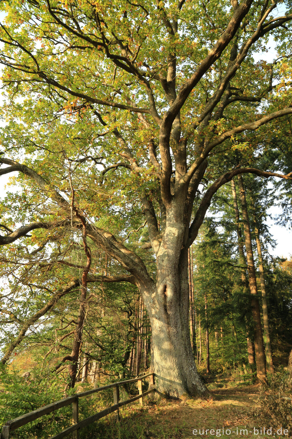 Detailansicht von Eiche bei der Prümerburg, Rheinland-Pfalz