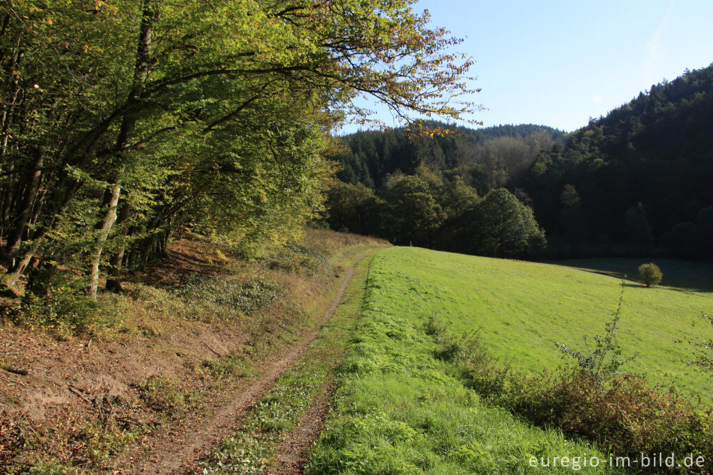 Detailansicht von Eifelsteig zwischen Burg und Landscheid, Etappe 13