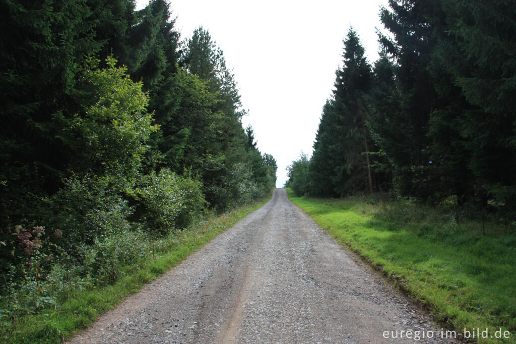 Eifelsteig zwischen Schleiden und Golbach