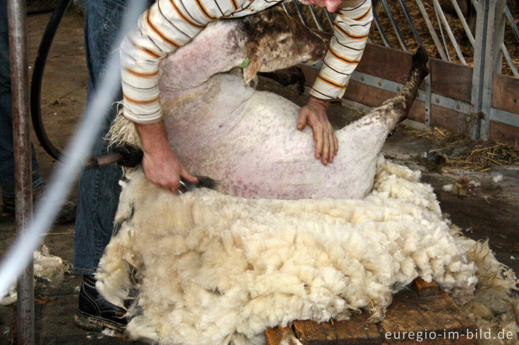 Detailansicht von Ein Schaf wird aus der Wolle "herausgeschält", Schaapskooi Mergelland