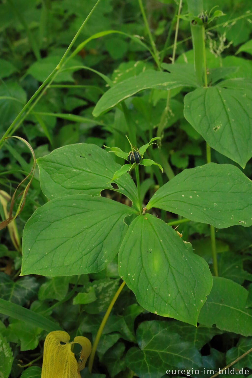 Detailansicht von Einbeere (Paris quadrifolia)