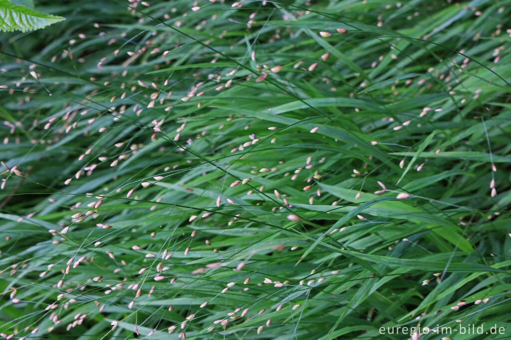 Detailansicht von Einblütige Perlgras (Melica uniflora)