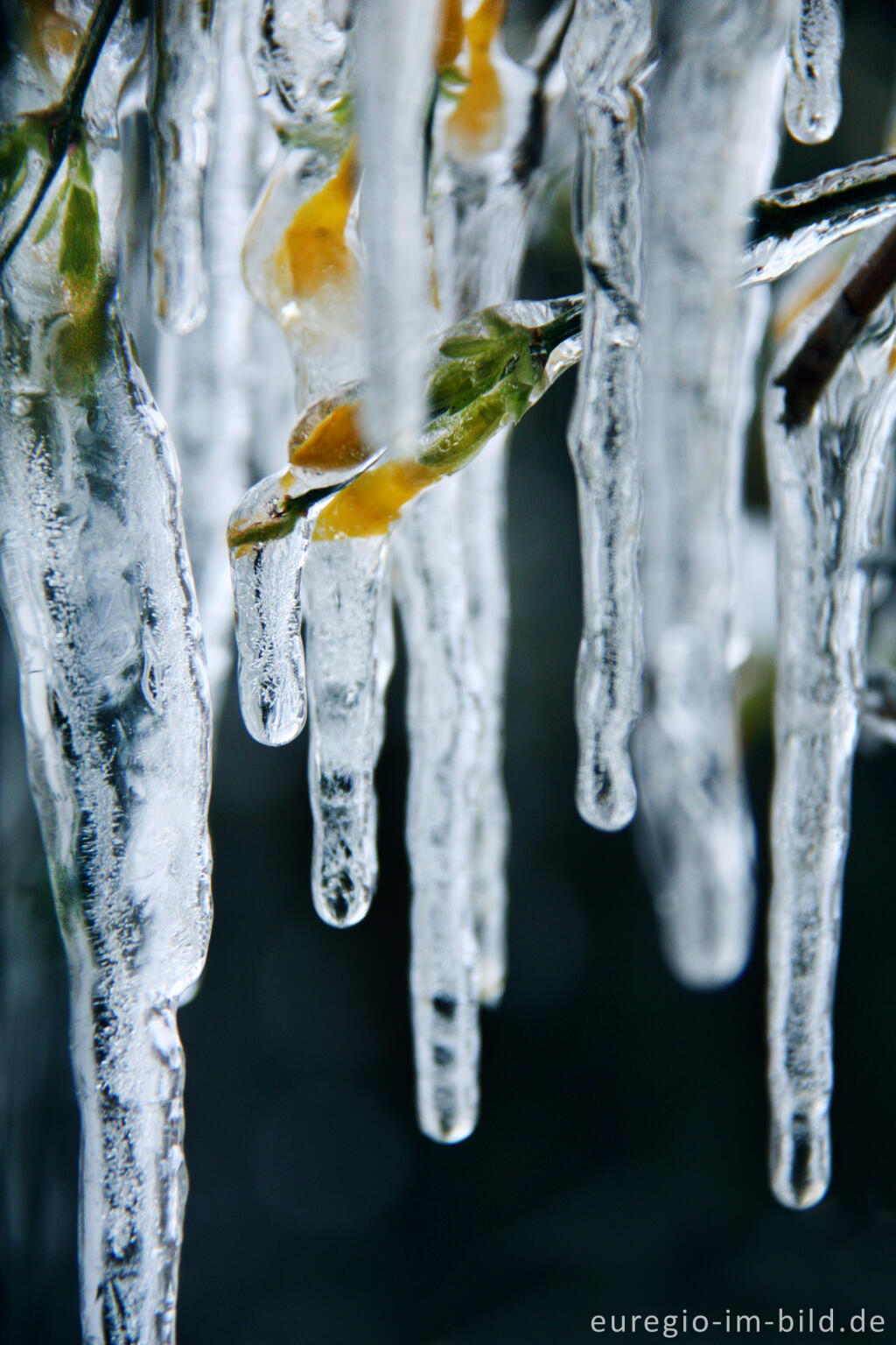 Detailansicht von Eiszapfen an blühendem Winterjasmin