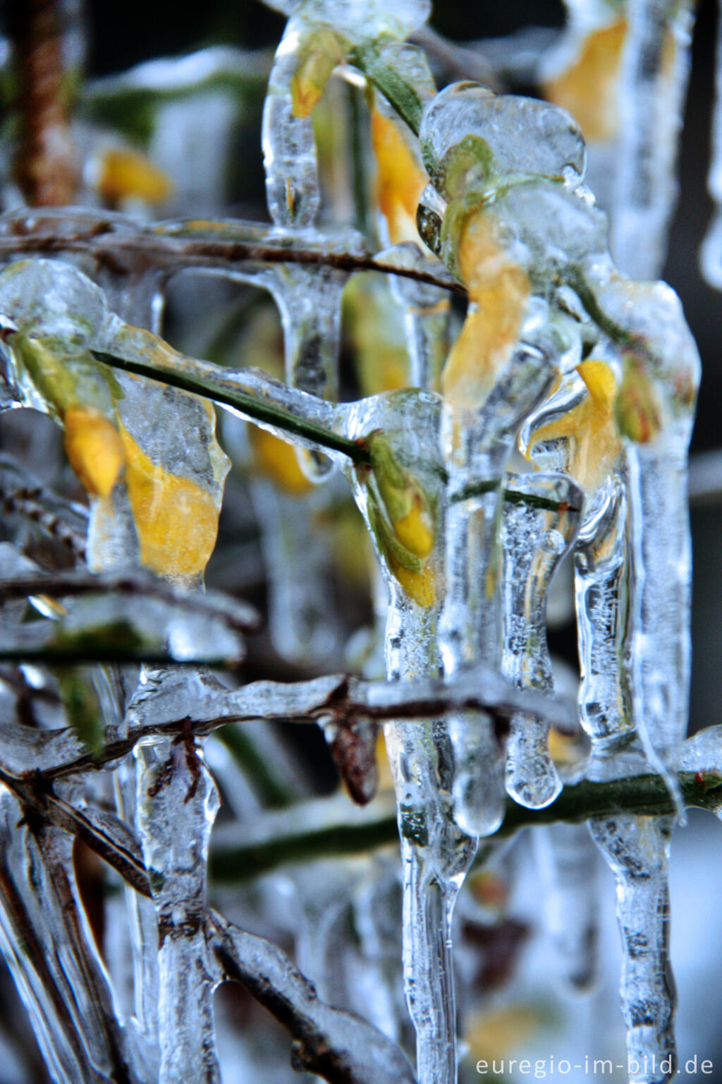 Detailansicht von Eiszapfen an blühendem Winterjasmin