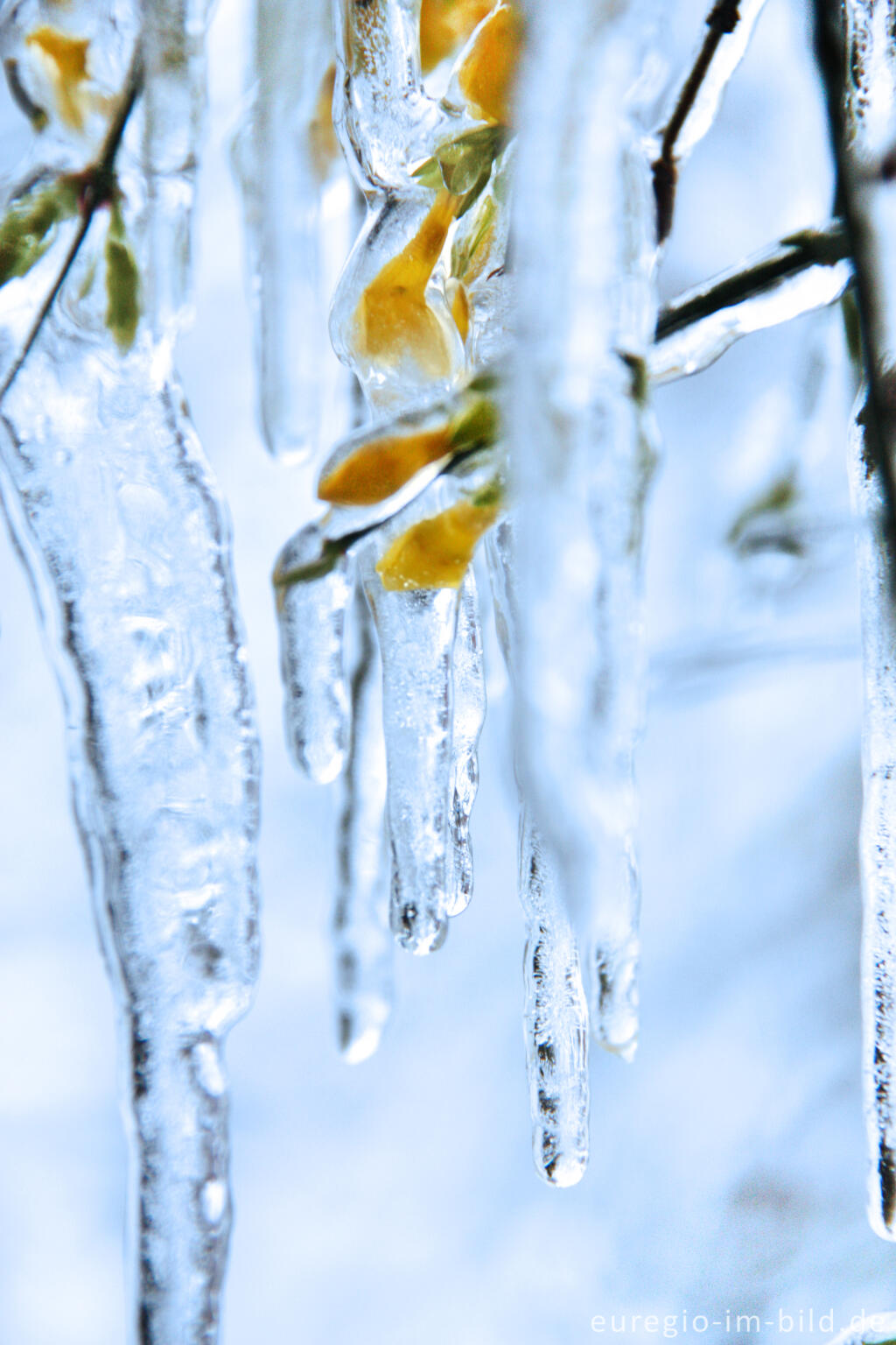 Detailansicht von Eiszapfen an blühendem Winterjasmin