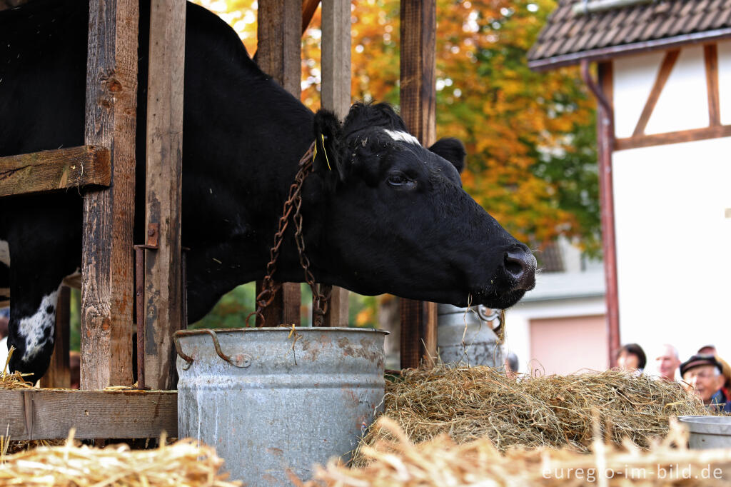 Detailansicht von Erntedankfest in Mützenich bei Monschau
