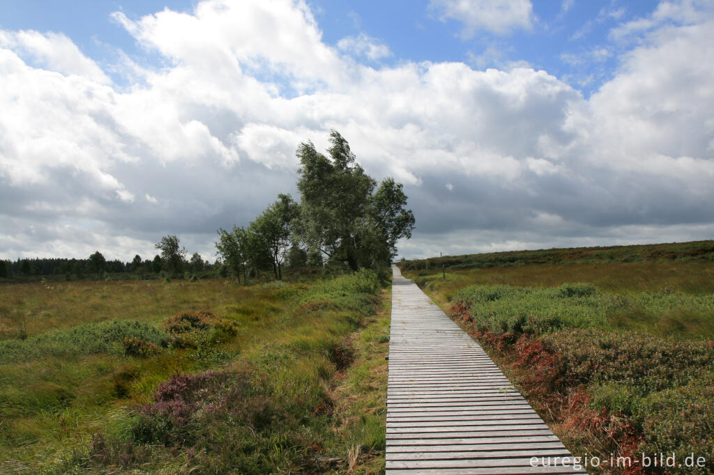 Eupener Grenzgraben im Platten Venn