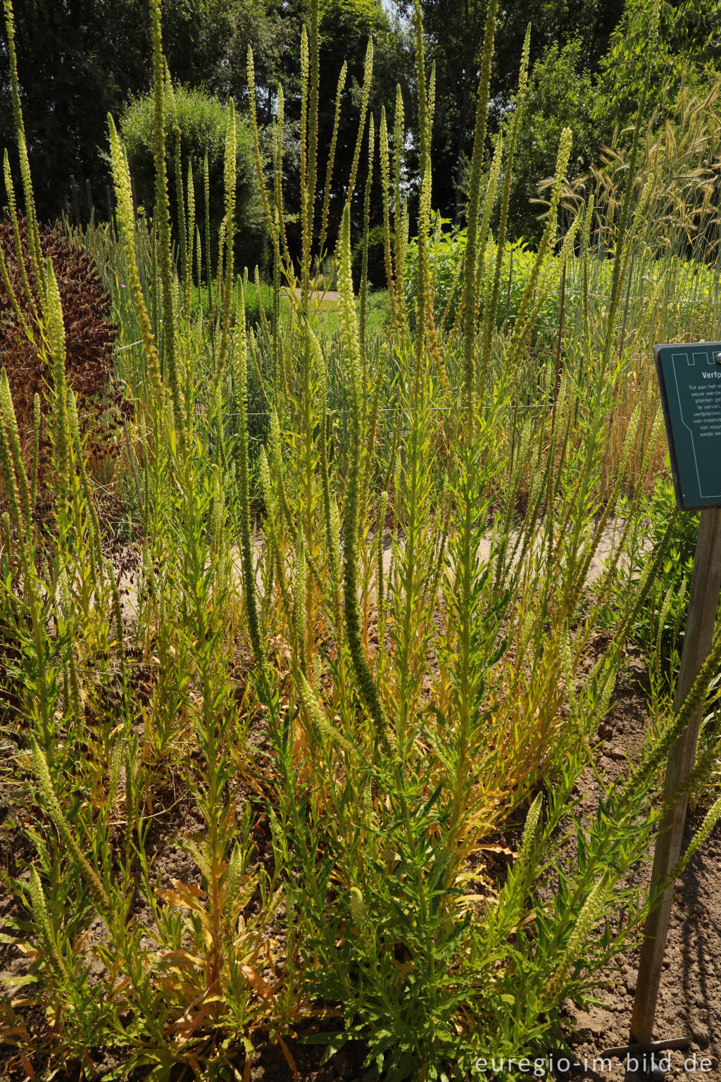 Detailansicht von Färber-Wau im Schlossgarten von Oud-Valkenburg