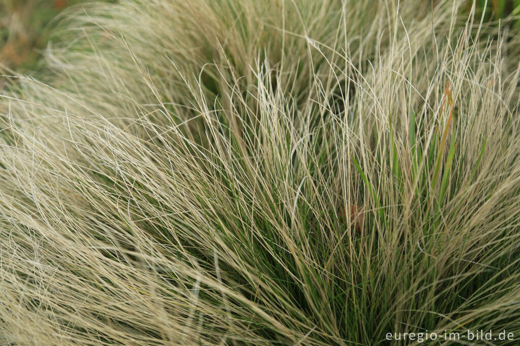 Detailansicht von Feinblättriges Gras im Hohen Venn