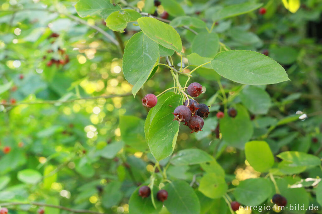 Detailansicht von Felsenbirne (Amelanchier ovalis) mit unreifen Früchten