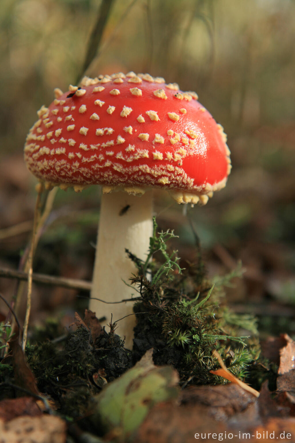 Detailansicht von Fliegenpilz, Grube-Adolf-Park