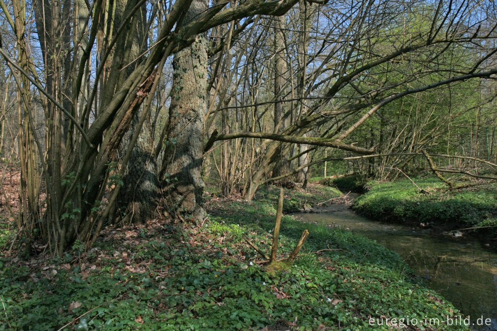 Detailansicht von Frühling am Hitfelder Bach bei Aachen