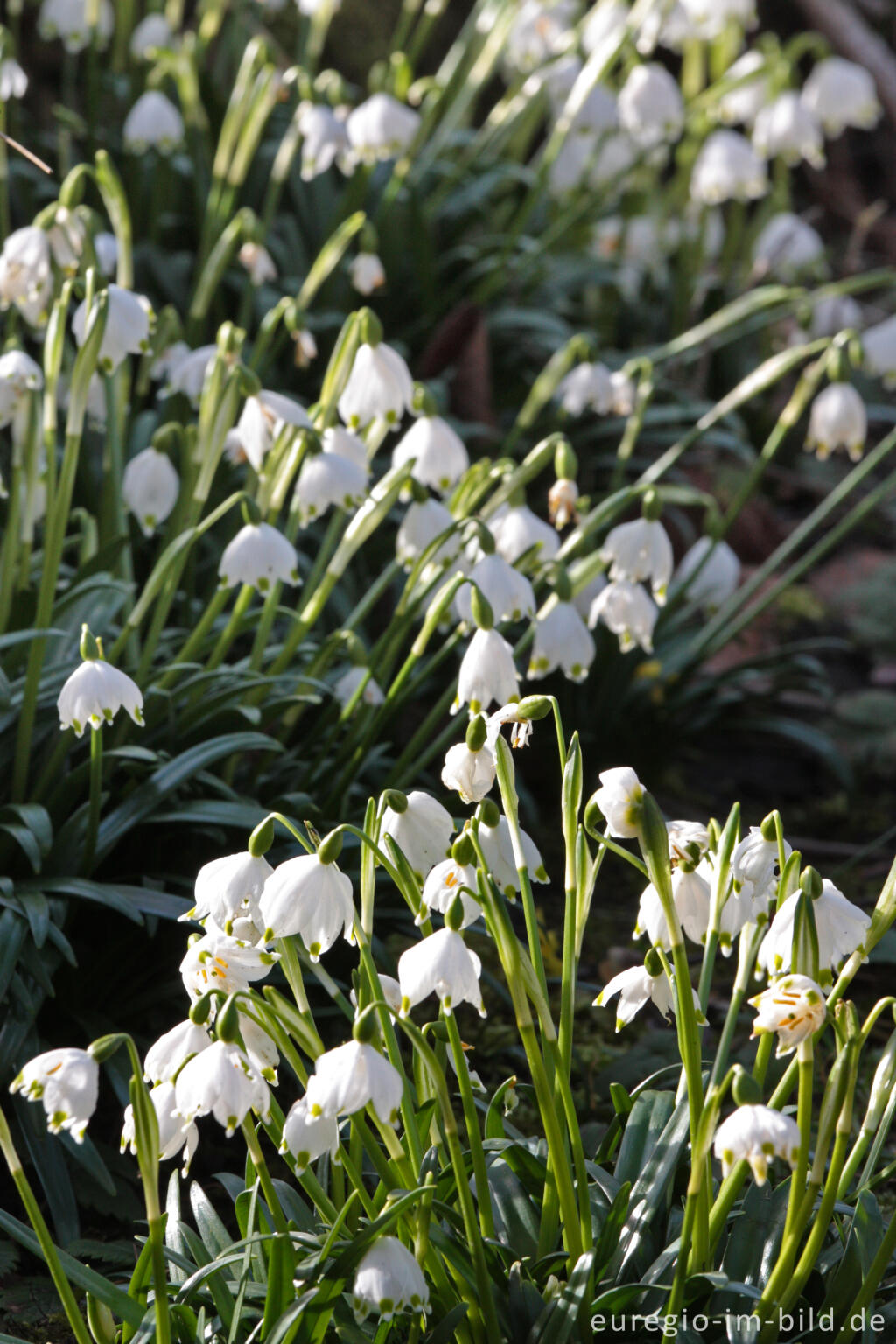 Detailansicht von Frühlings-Knotenblume, Leucojum vernum