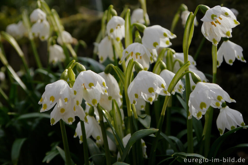 Detailansicht von Frühlings-Knotenblume oder Märzenbecher, Leucojum vernum