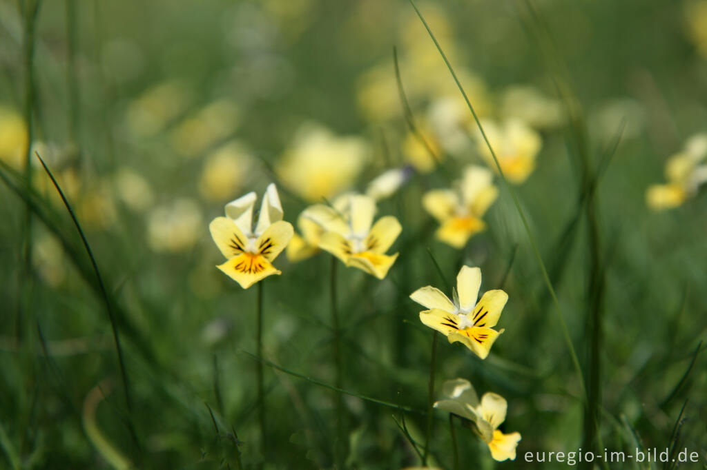 Detailansicht von Galmei-Veilchen, Viola calaminaria, beim Schlangenberg, Breinigerheide, Nordeifel