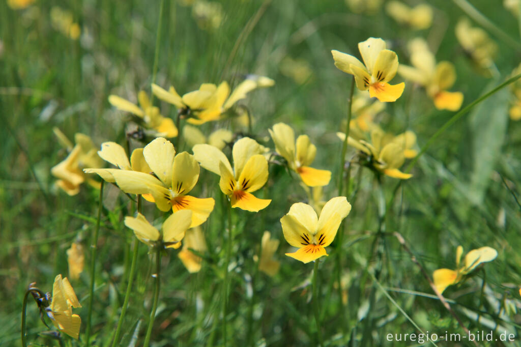 Detailansicht von Galmei-Veilchen, Viola calaminaria, beim Schlangenberg, Breinigerheide, Nordeifel