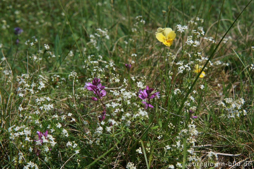 Detailansicht von Galmeiflora beim Schlangenberg, Breinigerheide, Nordeifel