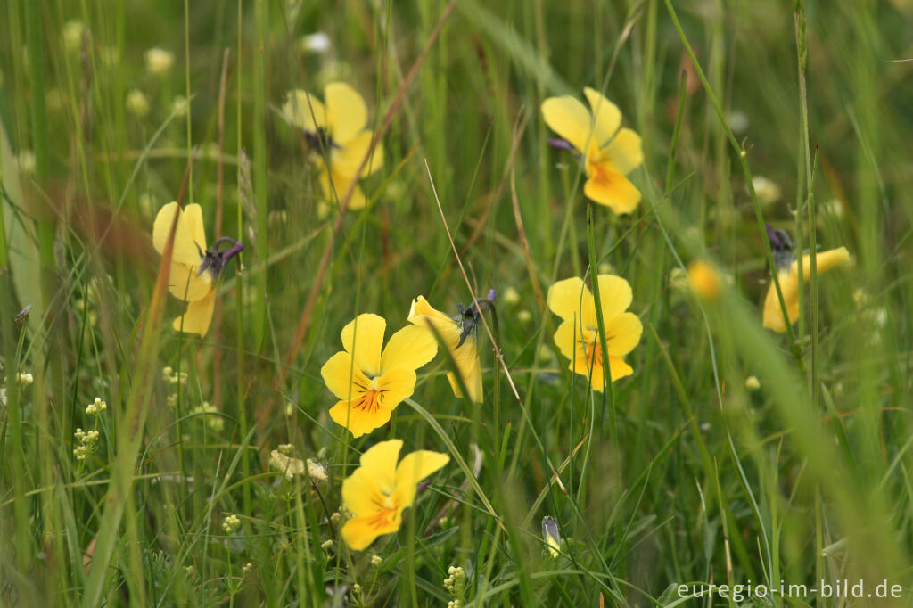 Detailansicht von Galmeiveilchen (Viola lutea ssp. calaminaria) bei Stolberg