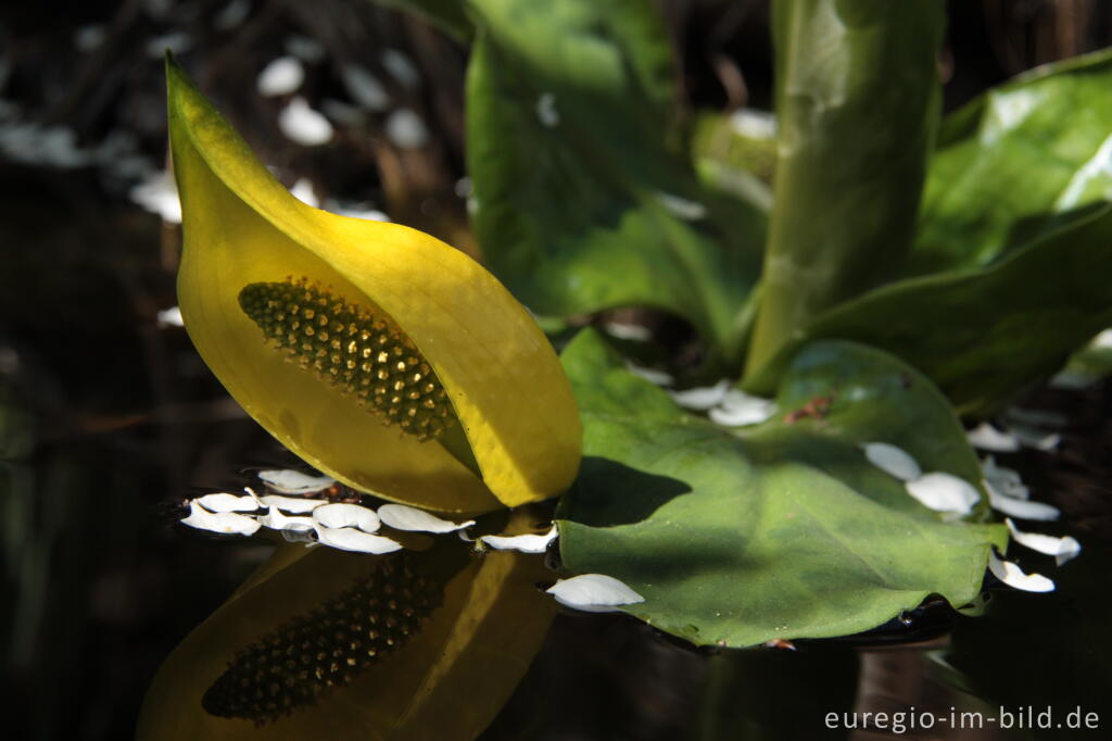 Detailansicht von Gelbe Scheincalla, Lysichiton americanus, in einem Gartenteich