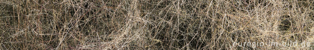 Detailansicht von Gestrüpp