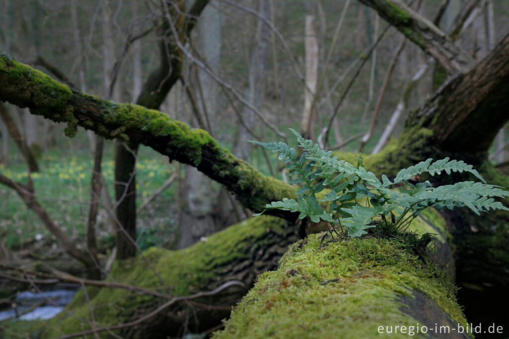 Detailansicht von Gewöhnlicher Tüpfelfarn, Polypodium vulgare, im Hohnbachtal